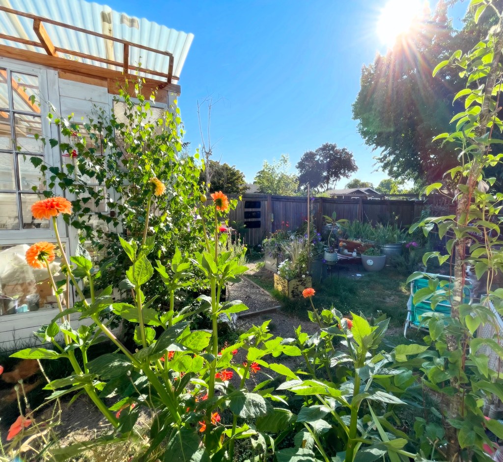 🌿 From Greenhouse to Coop: Reclaiming My She Shed (One Messy Step at a Time)