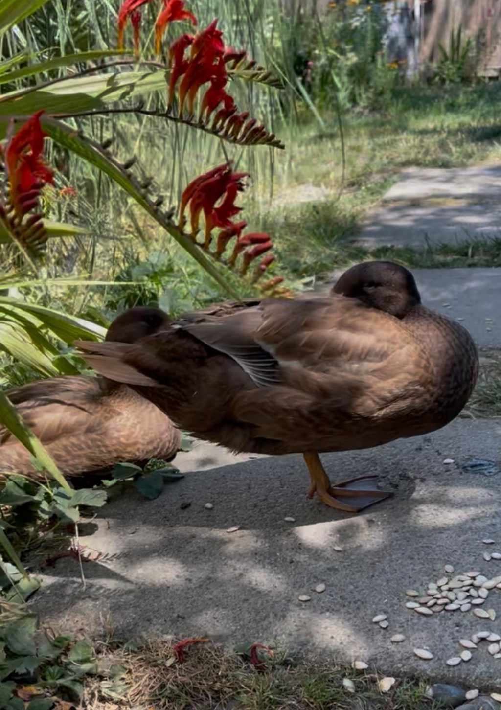 🌿 A Day with Ducks